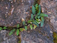 Asplenium ceterach 25, Schubvaren, Saxifraga-Ed Stikvoort