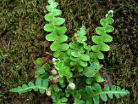 Asplenium ceterach 26, Schubvaren, Saxifraga-Ed Stikvoort