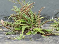 Asplenium ceterach 28, Schubvaren, Saxifraga-Rutger Barendse