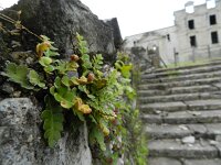 Asplenium ceterach 29, Schubvaren, Saxifraga-Rutger Barendse