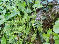 Asplenium ceterach 30, Schubvaren, Saxifraga-Rutger Barendse