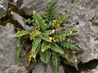 Asplenium ceterach 31, Schubvaren, Saxifraga-Harry Jans