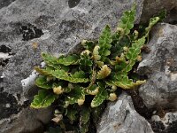 Asplenium ceterach 32, Schubvaren, , Saxifraga-Harry Jans