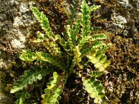 Asplenium ceterach 34, Schubvaren, Saxifraga-Hans Grotenhuis