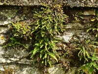 Asplenium ceterach 35, Schubvaren, Saxifraga-Hans Grotenhuis