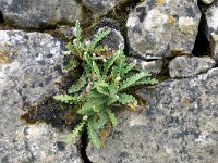 Asplenium ceterach 40, Schubvaren, Saxifraga-Hans Grotenhuis
