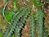 Asplenium ceterach 5, Schubvaren, Saxifraga-Branko Bakan