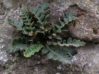 Asplenium ceterach 7, Schubvaren, Saxifraga-Rutger Barendse