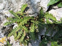 Asplenium ceterach 9, Schubvaren, Saxifraga-Jasenka Topic