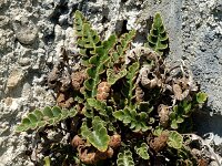 Asplenium ceterach ssp ceterach 3, Schubvaren, Saxifraga-Marijke Verhagen