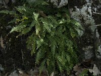 Asplenium obovatum 2, Saxifraga-Willem van Kruijsbergen