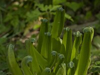 Asplenium scolopendrium 12, Tongvaren, Saxifraga-Willem van Kruijsbergen
