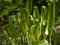 Asplenium scolopendrium 13, Tongvaren, Saxifraga-Willem van Kruijsbergen