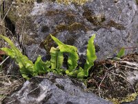Asplenium scolopendrium 15, Tongvaren, Saxifraga-Peter Meininger