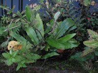 Asplenium scolopendrium 17, Tongvaren, Saxifraga-Rutger Barendse