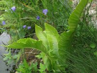 Asplenium scolopendrium 18, Tongvaren, Saxifraga-Rutger Barendse