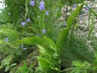Asplenium scolopendrium 19, Tongvaren, Saxifraga-Rutger Barendse