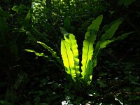 Asplenium scolopendrium 20, Tongvaren, Saxifraga-Hans Dekker