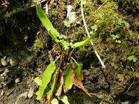 Asplenium scolopendrium 21, Tongvaren, Saxifraga-Rutger Barendse