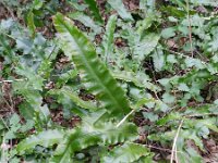 Asplenium scolopendrium 22, Tongvaren, Saxifraga-Rutger Barendse