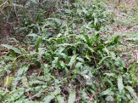 Asplenium scolopendrium 23, Tongvaren, Saxifraga-Rutger Barendse