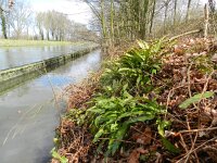 Asplenium scolopendrium 25, Tongvaren, Saxifraga-Rutger Barendse