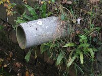 Asplenium scolopendrium 27, Tongvaren, Saxifraga-Rutger Barendse
