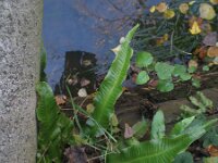 Asplenium scolopendrium 28, Tongvaren, Saxifraga-Rutger Barendse