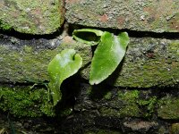 Asplenium scolopendrium 29, Tongvaren, Saxifraga-Rutger Barendse