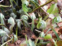 Asplenium scolopendrium 30, Tongvaren, Saxifraga-Rutger Barendse