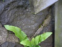Asplenium scolopendrium 32, Tongvaren, Saxifraga-Ed Stikvoort