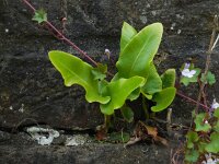 Asplenium scolopendrium 35, Tongvaren, Saxifraga-Ed Stikvoort