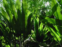 Asplenium scolopendrium 37, Tongvaren, Saxifraga-Ed Stikvoort : viroin2011