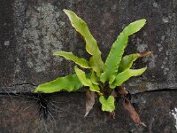 Asplenium scolopendrium 38, Tongvaren, Saxifraga-Ed Stikvoort