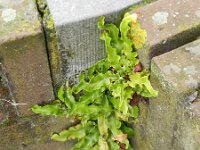 Asplenium scolopendrium 40, Tongvaren, Saxifraga-Rutger Barendse