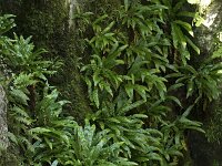 Asplenium scolopendrium 41, Tongvaren, Saxifraga-Willem van Kruijsbergen