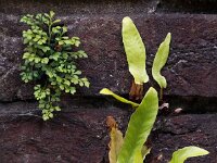 Asplenium scolopendrium 42, Tongvaren, Saxifraga-Bart Vastenhouw