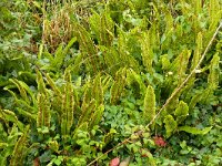 Asplenium scolopendrium 48, Tongvaren, Saxifraga-Hans Grotenhuis