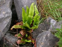 Asplenium scolopendrium 5, Tongvaren, Saxifraga-Peter Meininger
