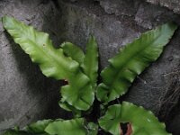 Asplenium scolopendrium 7, Tongvaren, Saxifraga-Rutger Barendse