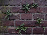 Asplenium trichomanes ssp pachyrachis 56, Getrapte steenbreekvaren, Saxifraga-Ed Stikvoort : getrapte steenbreekvaren Rijen