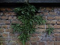Asplenium trichomanes ssp pachyrachis 60, Getrapte steenbreekvaren, Saxifraga-Ed Stikvoort : getrapte steenbreekvaren Rijen