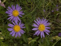Aster alpinus 11, Saxifraga-Willem van Kruijsbergen