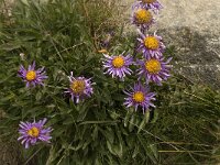 Aster alpinus 15, Saxifraga-Willem van Kruijsbergen