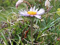 Aster alpinus 17, Saxifraga-Jeroen Willemsen