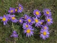 Aster alpinus 19, Saxifraga-Willem van Kruijsbergen