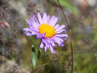 Aster alpinus 27, Saxifraga-Bart Vastenhouw