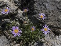 Aster alpinus 32, Saxifraga-Willem van Kruijsbergen