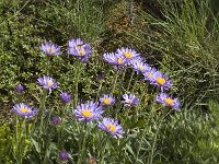 Aster alpinus 4, Saxifraga-Jan van der Straaten