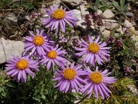 Aster alpinus 41, Saxifraga-Harry Jans